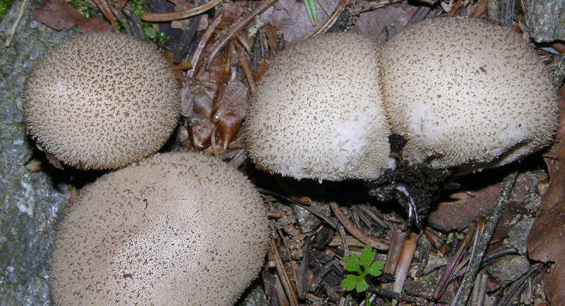 Ritrovamenti 03/07/2009